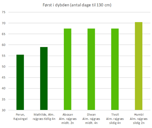 Først i dybden - rodforskning